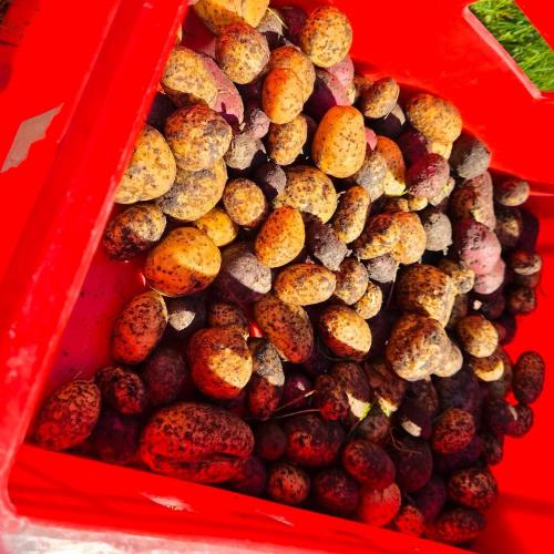 Kartoffelernte 4